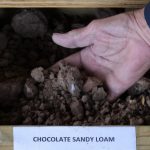 Chocolate Sandy Loam